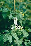 Bild 35 In einem Tomatenbestand aufgehängte Karte mit Puparien der Schlupfwespe