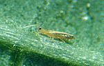 Bild 4 Blütenthrips ( Frankliniella )