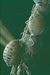 Bild 14 Aus DA Wöllhaf "Zoologische und botanische Aspekte bei der Förderung und Ansiedlung von Blattlausfeinden", hier eine von Schlupfwespen parasitierte Kolonie der mehligen Kohlblattlaus