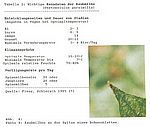 Bild 17 Aus DA Poloczek: Kenndaten der Raubmilbe und Raubmilben an der Spitze eines Bohnenblattes